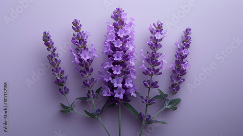 Vector Lavender Blossom  A Soothing Image of Nature s Beauty  the Delicate Lavender Flower Blooms Against a Clean White Canvas  Its Calming Essence Adding a Touch of Serenity to the Scene.