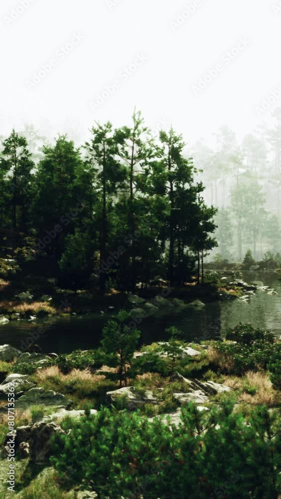 A forest filled with lots of trees and rocks A forest filled with lots of trees and rocks