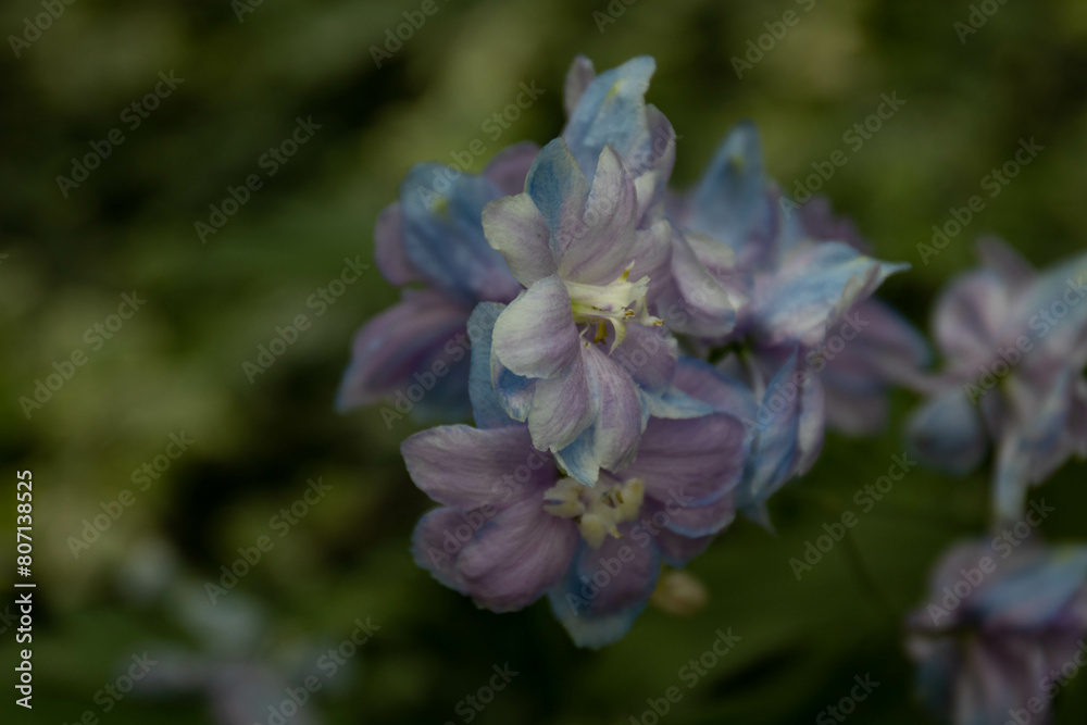 Summer concept, Clsoe up Purple flowers Delphinium Summer concept, Clsoe up Purple flowers Delphinium