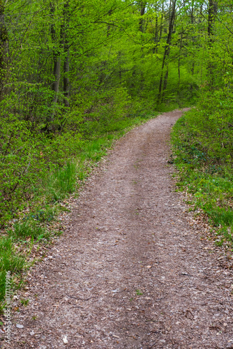 Hike on a forest path on the Eichelberg in Rheinlad-Pfalz near Fürgfeld