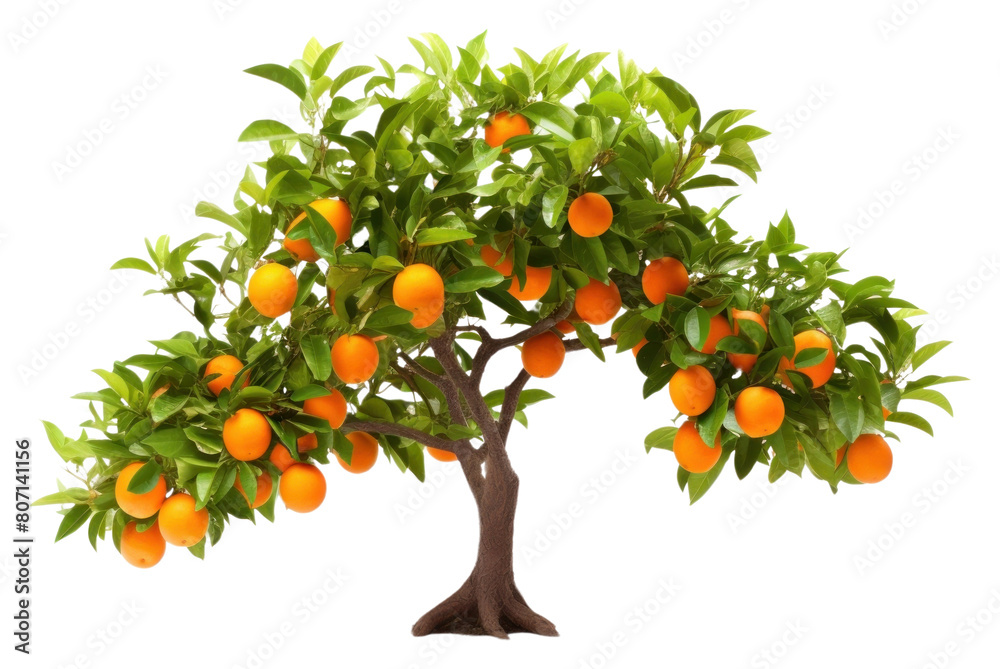 PNG  Orange Tree tree grapefruit bonsai.