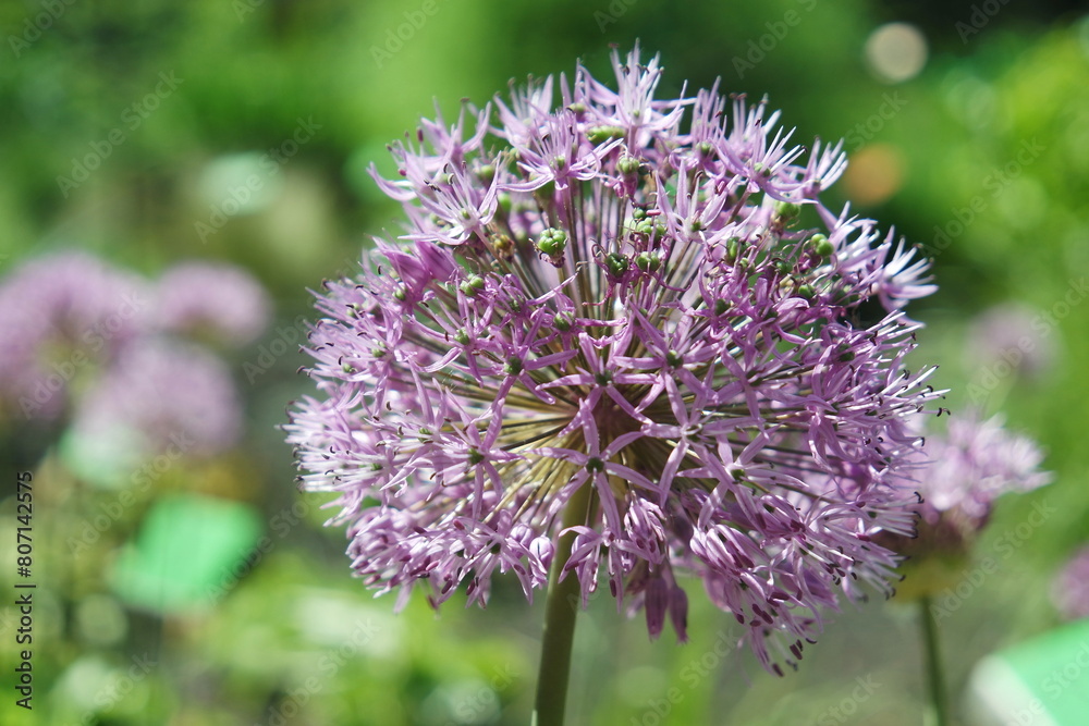 Ogród Botaniczny Uniwersytetu Wrocławskiego, Polska Ogród Botaniczny Uniwersytetu Wrocławskiego, Polska