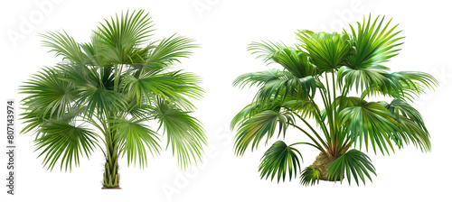 Realistic vibrant palmetto plant isolated on transparent or white background