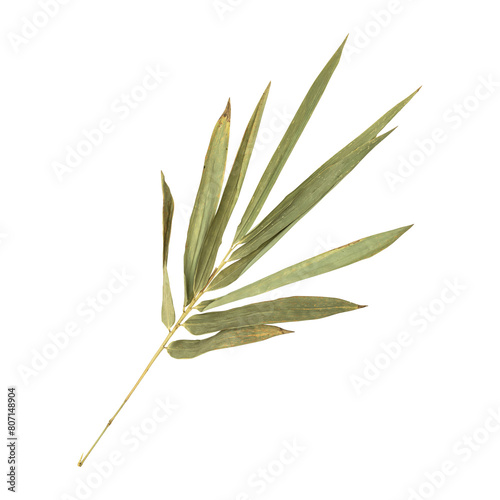 Beautiful dry bamboo leaves branch isolated on transparent background
