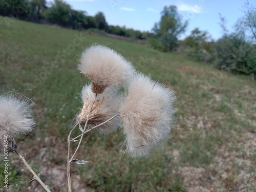 Hairy surface seeds of cirsium arvense.field thistle hair like seeds. hair of the seeds of creeping thistle or Canada thistle photo