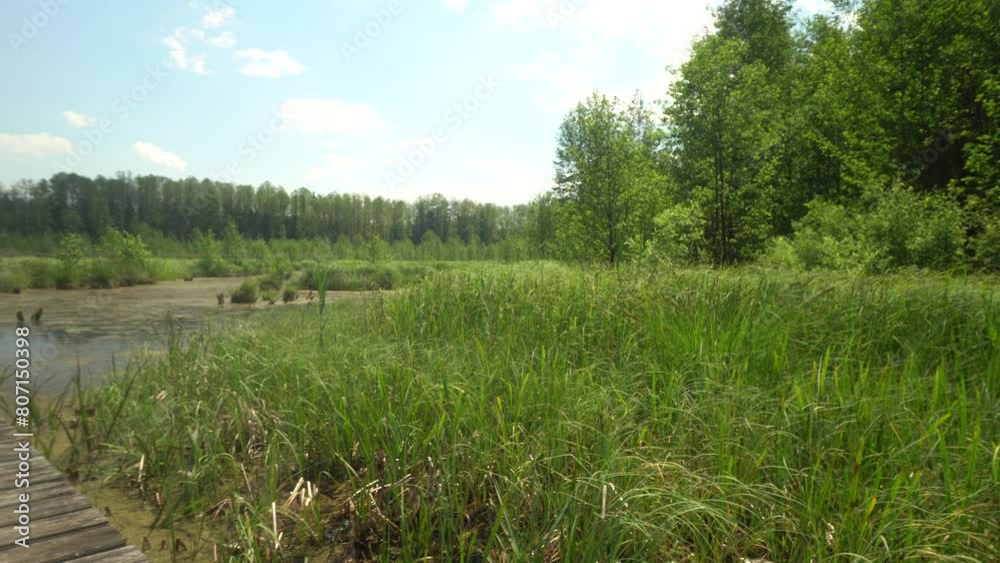 Wild water reservoir among the trees of the Knyszyn Forest on a sunny,summer day in Podlasie. Wild water reservoir among the trees of the Knyszyn Forest on a sunny,summer day in Podlasie.