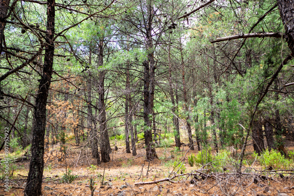 Fototapeta premium Dried Up Old Pine Tree Forest