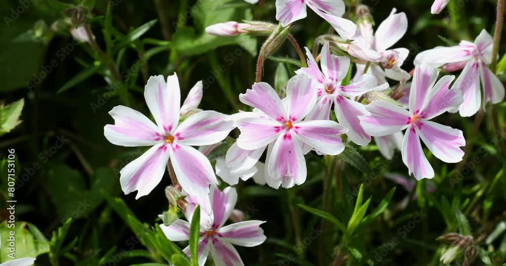 Phlox pink white many blossoms with sunlight and dark green bokeh background. Phlox pink white many blossoms with sunlight and dark green bokeh background.