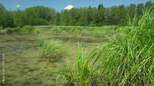 Wild water reservoir among the trees of the Knyszyn Forest on a sunny,summer day in Podlasie.