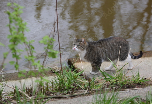 A grey green-eyed cat walks along the canal bank