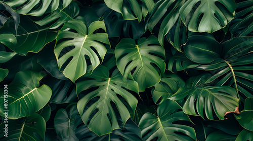 Green tropical leaf, summer wallpaper, beautiful and simple to use as a graphic element