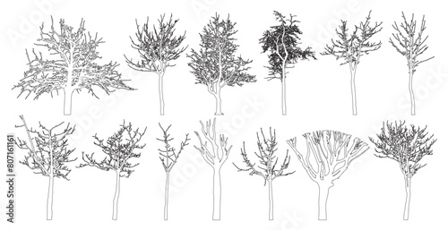 Bare trees contour, set. Beautiful leafless trees.  Vector illustration