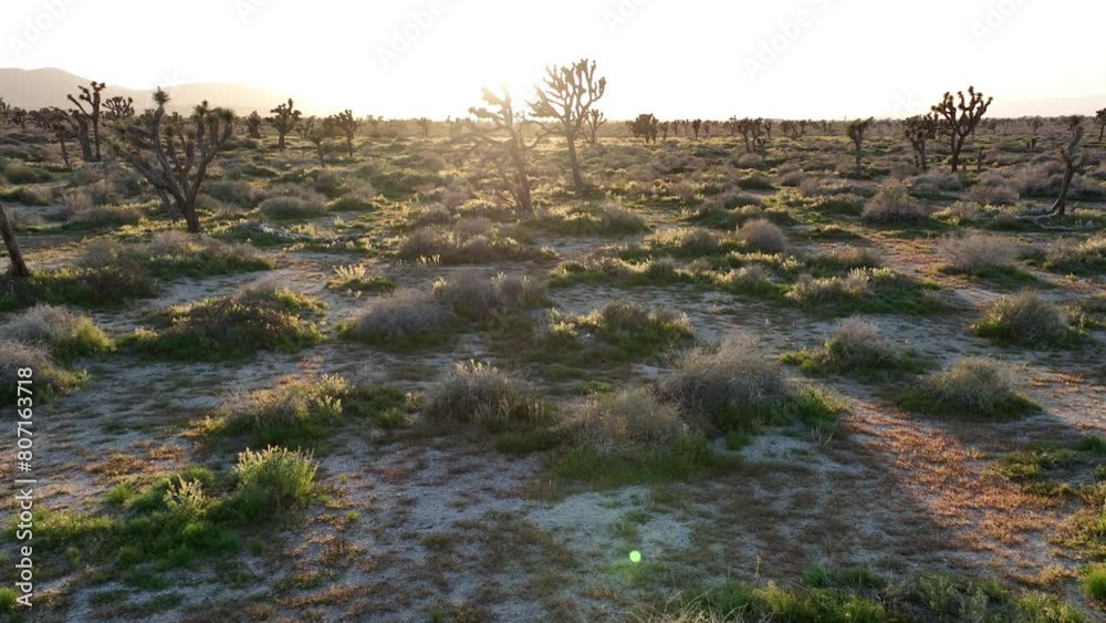 Joshua Trees in Mojave Desert Sunset Palmdale Dolly Forward California USA