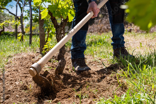 Принти на полотні Farmer hoeing in the vineyard. Agriculture.