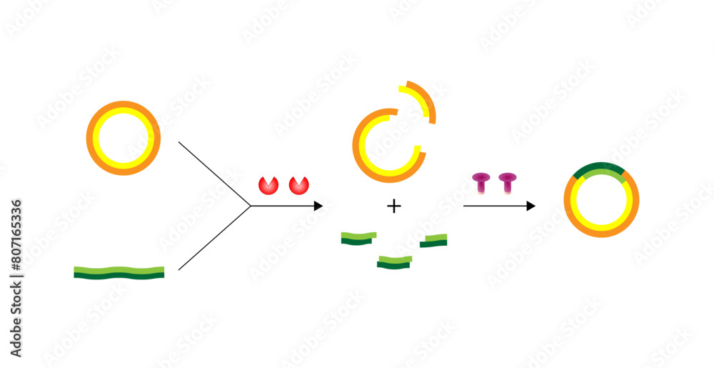 Plasmid. DNA fragment is inserted into a plasmid vector, resulting in Recombinant DNA. Gene cloning, Molecular biology, recombinant subunit vaccines. Vector illustration. Plasmid. DNA fragment is inserted into a plasmid vector, resulting in Recombinant DNA. Gene cloning, Molecular biology, recombinant subunit vaccines. Vector illustration.