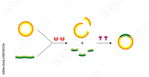 Plasmid. DNA fragment is inserted into a plasmid vector, resulting in Recombinant DNA. Gene cloning, Molecular biology, recombinant subunit vaccines. Vector illustration.