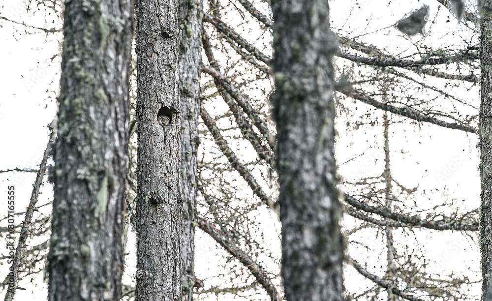 In the boreal forest (Aegolius funereus) In the boreal forest (Aegolius funereus)