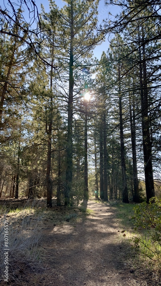 A serene scene of a forest at sunrise, with golden light filtering through the trees, illuminating a tranquil hiking path inviting a peaceful morning walk. A serene scene of a forest at sunrise, with golden light filtering through the trees, illuminating a tranquil hiking path inviting a peaceful morning walk.
