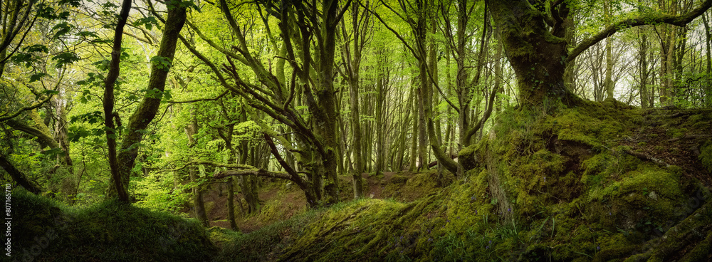 Fototapeta premium bosahan woods near Constantine cornwall england uk 