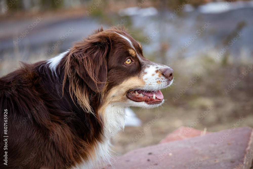 portrait of an australian shepherd dog