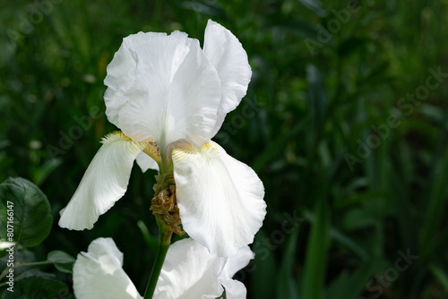 Immortality Reblooming Bearded Iris. White  summer garden flowers. Hybrid spring iris blossom. photo