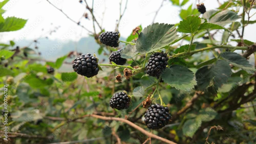 Harvest Time: Juicy Blackberries on the Farm