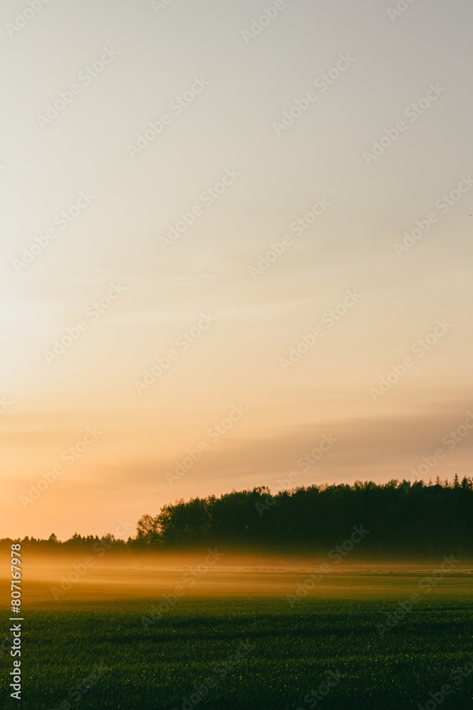 Dust fog in the forest at sunset