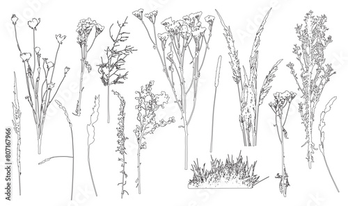 Set of weeds, wild plants in field and forest for architecture and landscape design, contour. Vector illustration