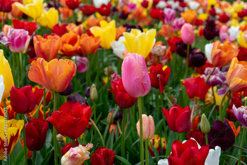 field of red and yellow tulips field of red and yellow tulips