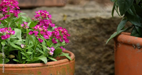 Kalanchoe blossfeldiana purple pink violet in a clay flower pot in front of a stone wall. 4k video . Copy space  photo