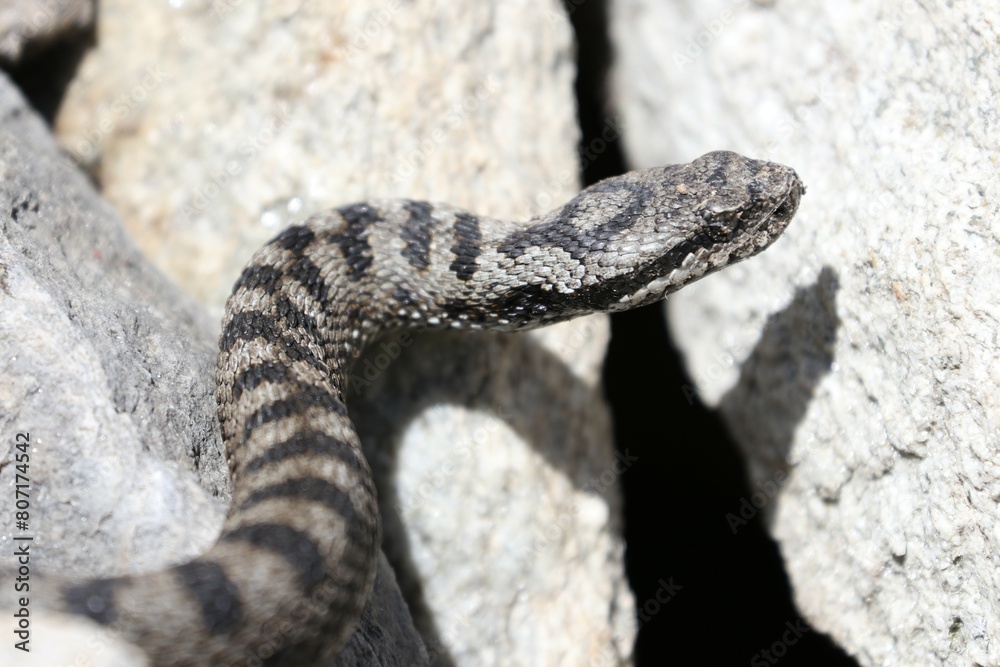 Obraz premium Vipera 