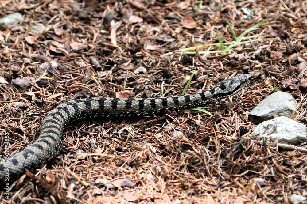 Naklejka premium Vipera