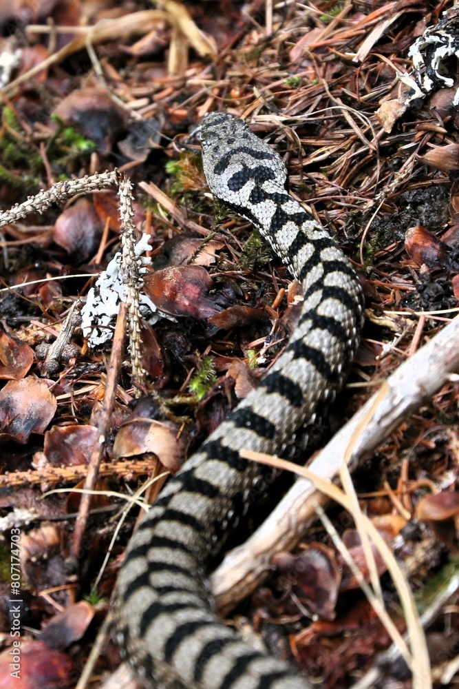 Vipera 