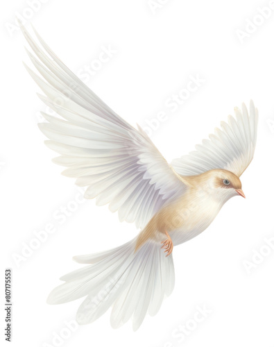 PNG White bird flying animal wildlife outdoors. © Rawpixel.com