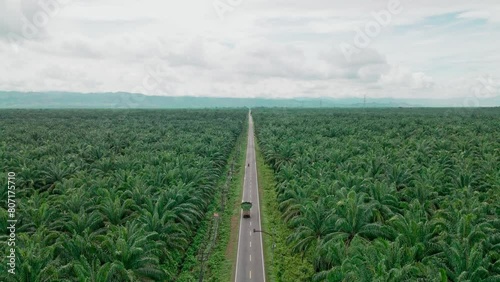 Aerial view of vast oil palm plantations in Indonesia