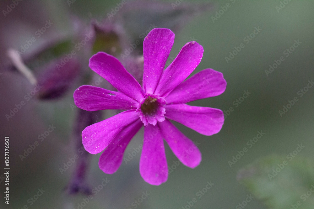 Fototapeta premium close up of a pink flower