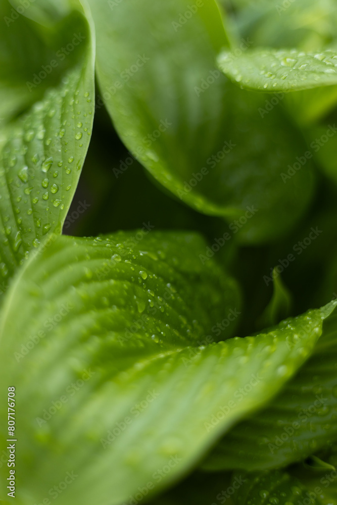 green leaf with drops green leaf with drops