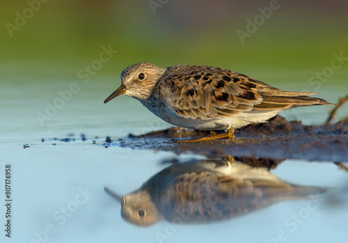 Adult Temminck's stint (Calidris temminckii) freezes and hides from predators near small island in shallow blue waters of lake in spring migration season 