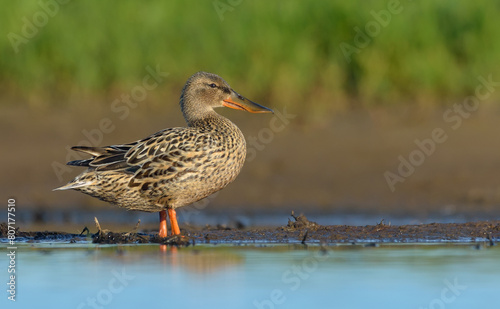 Adult female Northern Shoveler (Spatula clypeata) walks with full body display on shore in sunny morning 