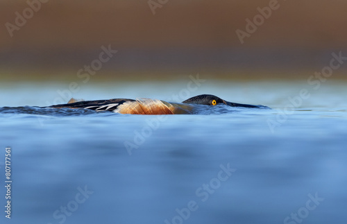 Male Northern Shovelers (Spatula clypeata) secretive swimming under blue water surface for sneak attack