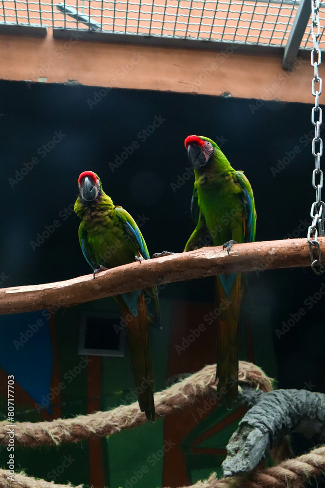 Obraz premium The military macaw (Ara militaris) parrot in the zoo.