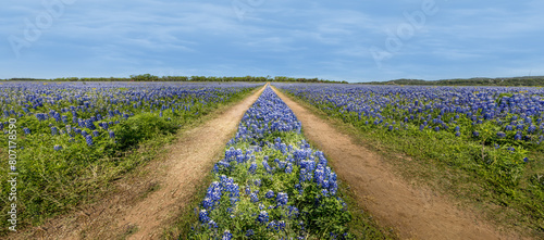 Panoramic view over a meadow with blue bonnets and a dirt road through the wildflowers photo