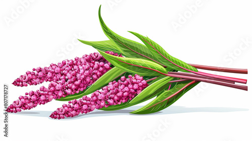 amaranth, organic amaranth, Isolated on white background photo