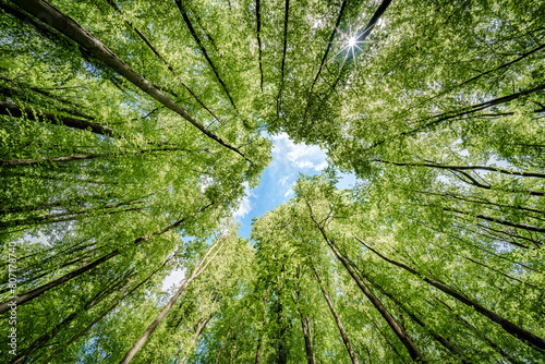 looking up at the trees in a forest with the sun shining through the leaves - sustainability