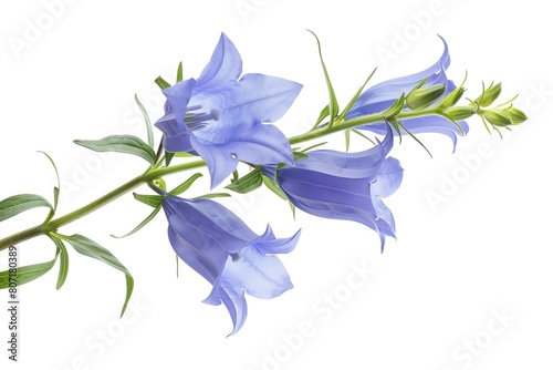 A single campanula with bellshaped blue flowers, isolated on a white background photo