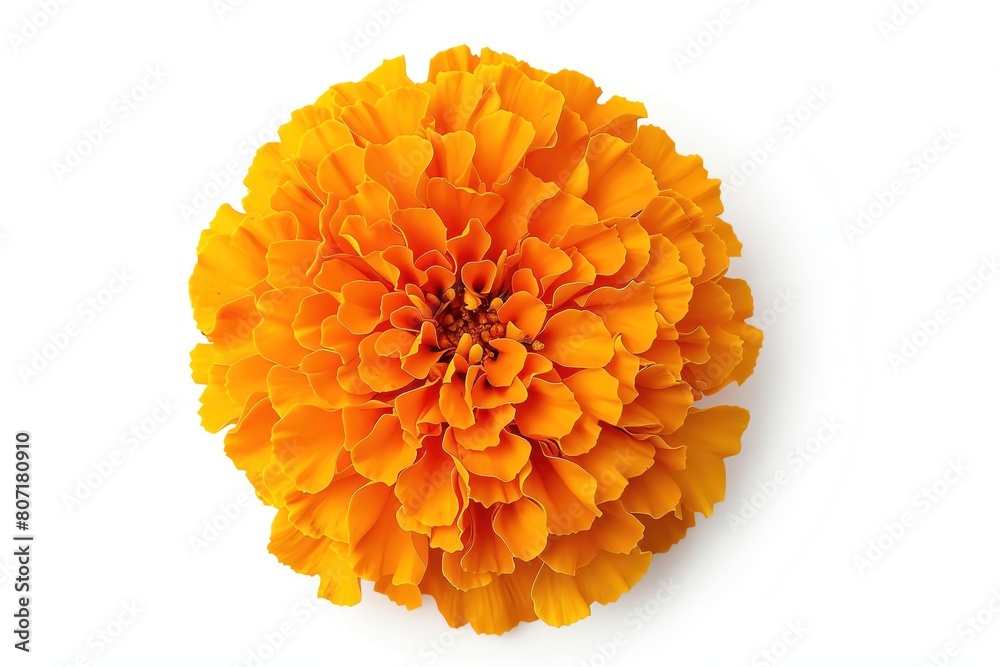 A bright orange marigold, full and lush, isolated on a white background A bright orange marigold, full and lush, isolated on a white background