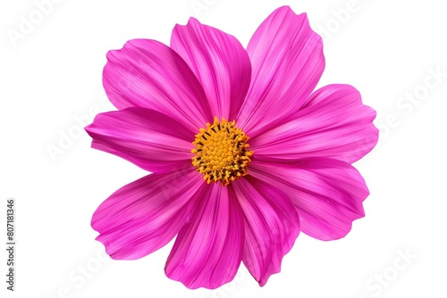 A vibrant cosmos with pink petals and a yellow center  isolated on a white background