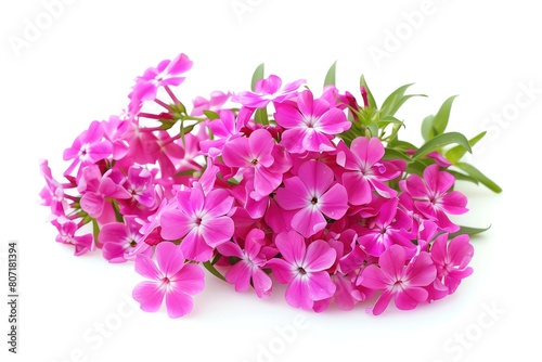 A vibrant phlox with clusters of pink flowers, isolated on a white background