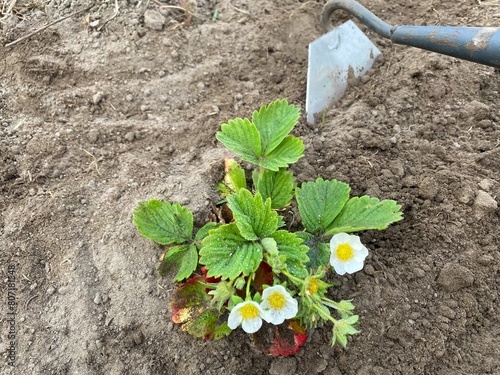 Weeding strawberry plants with a hoe. Taking care of strawberry plants. Removing weeds from the garden bed. Gardening concept photo