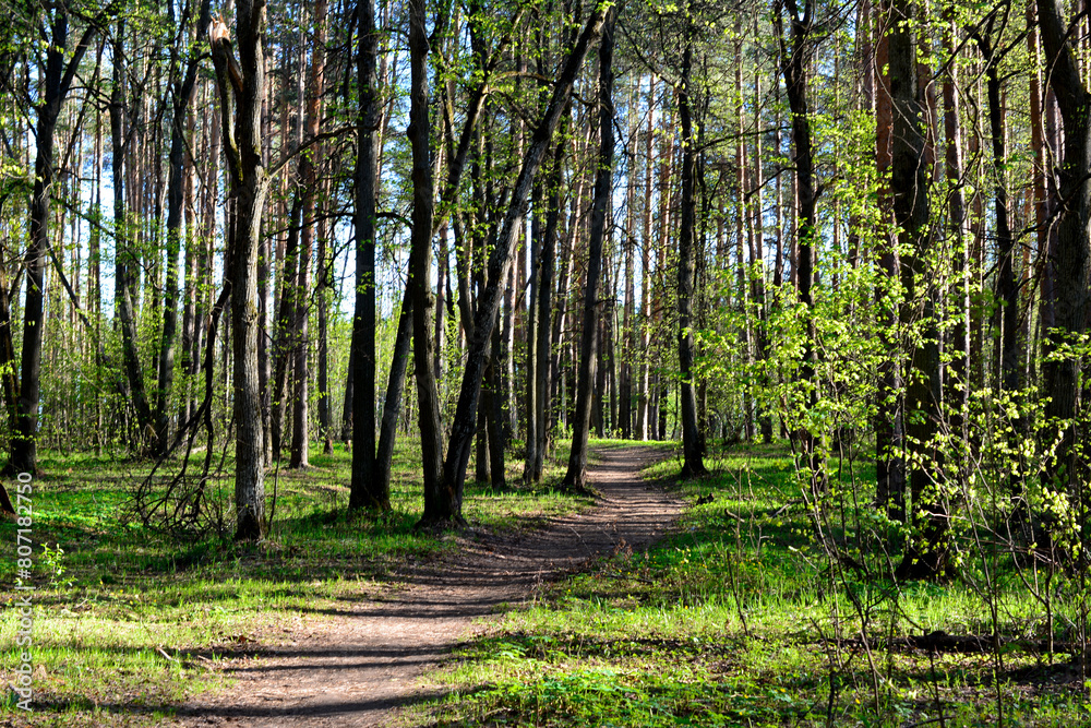 a path through a forest with tree trunks and sunlight a path through a forest with tree trunks and sunlight